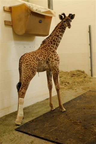 Cincinnati Zoo's Zuri Baby Giraffe with Cast